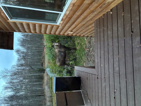 moose 1 rasp.jpg